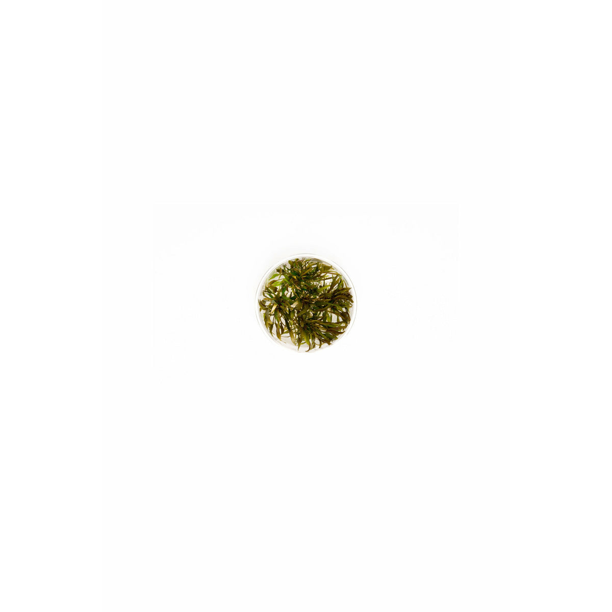 Cryptcoryne Axelrodi TC