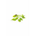 Cryptocoryne pontederiifolia