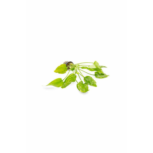 Cryptocoryne pontederiifolia