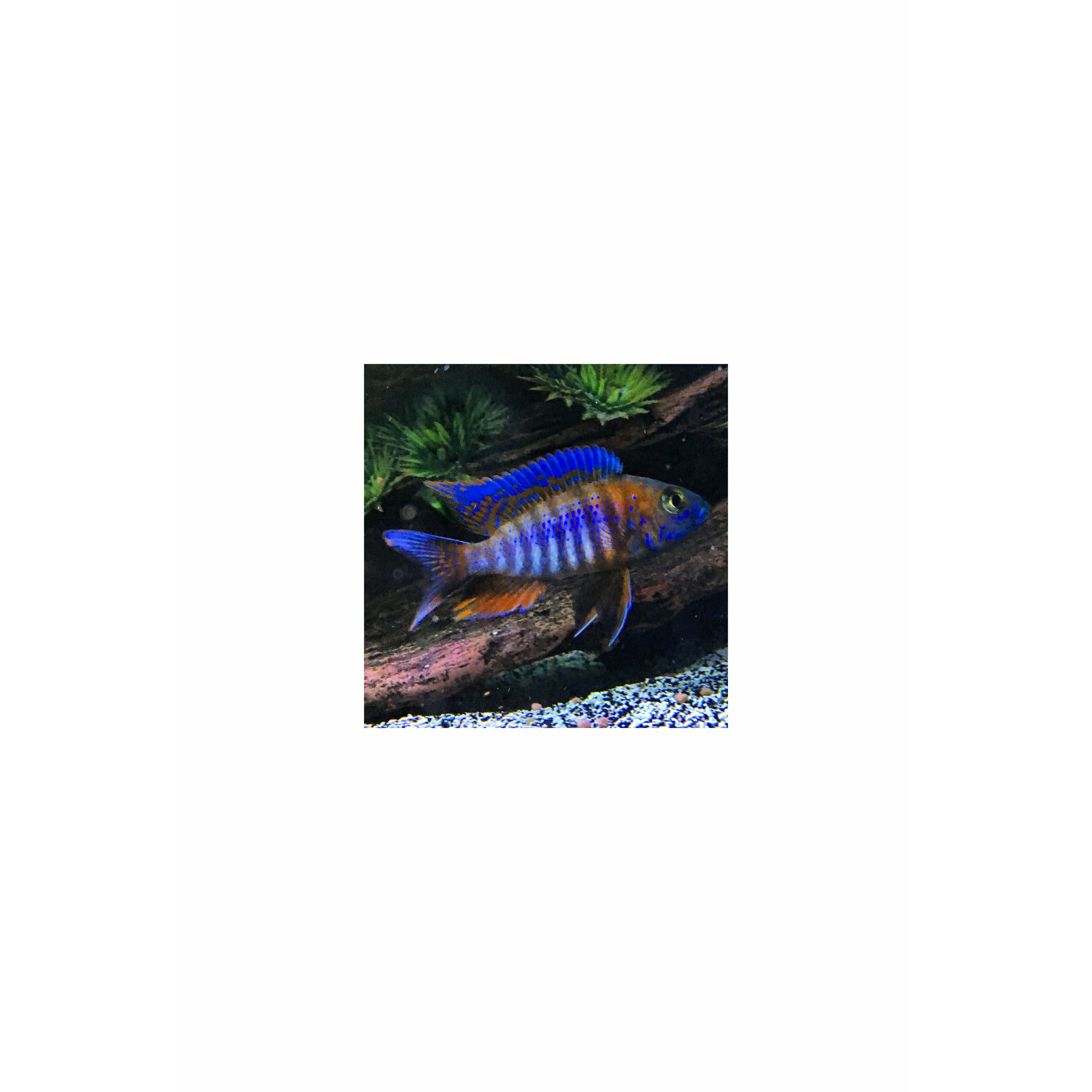 Blue Peacock Cichlid 4.5"