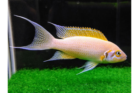 Daffodil Cichlid 1.5"
