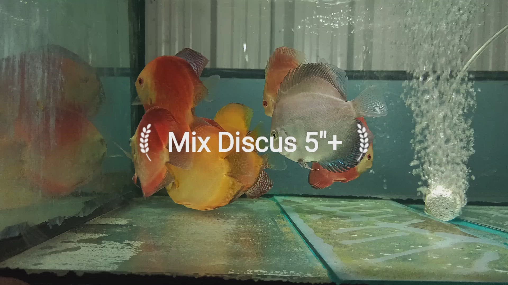 Lemon Yellow Discus 3”