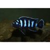 Demasoni Cichlid 1.75-2