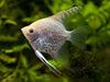 Diamond Angelfish Large