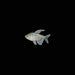 Diamond Tetra