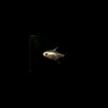 Albino Pristella Tetra Small
