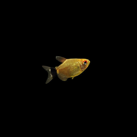 Baloon Red Eye Tetra