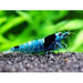 BLUE KING KONG SHRIMP L