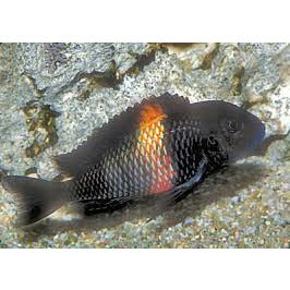 Tropheus Red Band Duboisi 2"