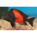 Tropheus Red Band Duboisi 2