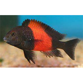Tropheus Red Band Duboisi 2"