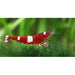 Wine Red Shrimp