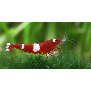 Wine Red Shrimp