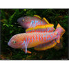 Peacock Gudgeon 1inch