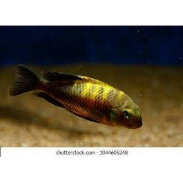 Tropheus Bemba Cichlid 1.5"