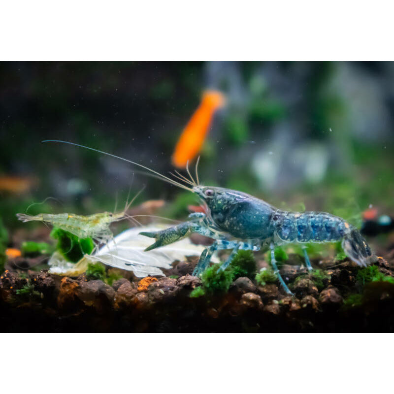 Dwarf Orange Crayfish