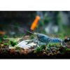 Dwarf Orange Crayfish