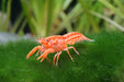 Dwarf Orange Crayfish