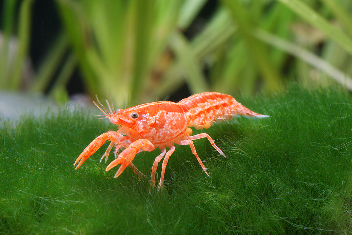 Dwarf Orange Crayfish
