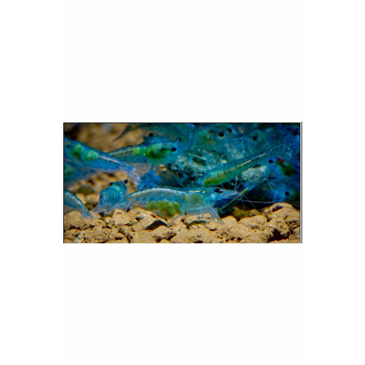 Electric Blue Shrimp (Neocaridina davidi - 1/2 to 1 inch Long)