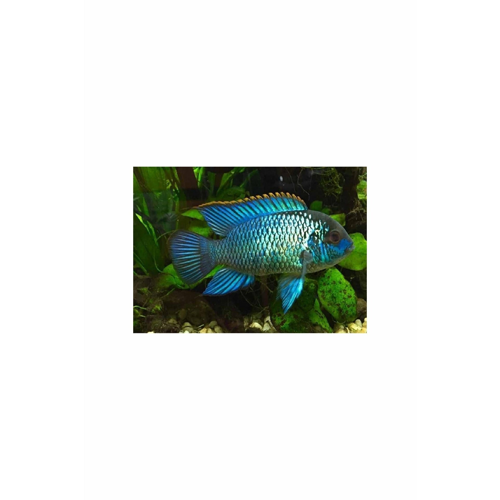 Neon Blue Acara 3"