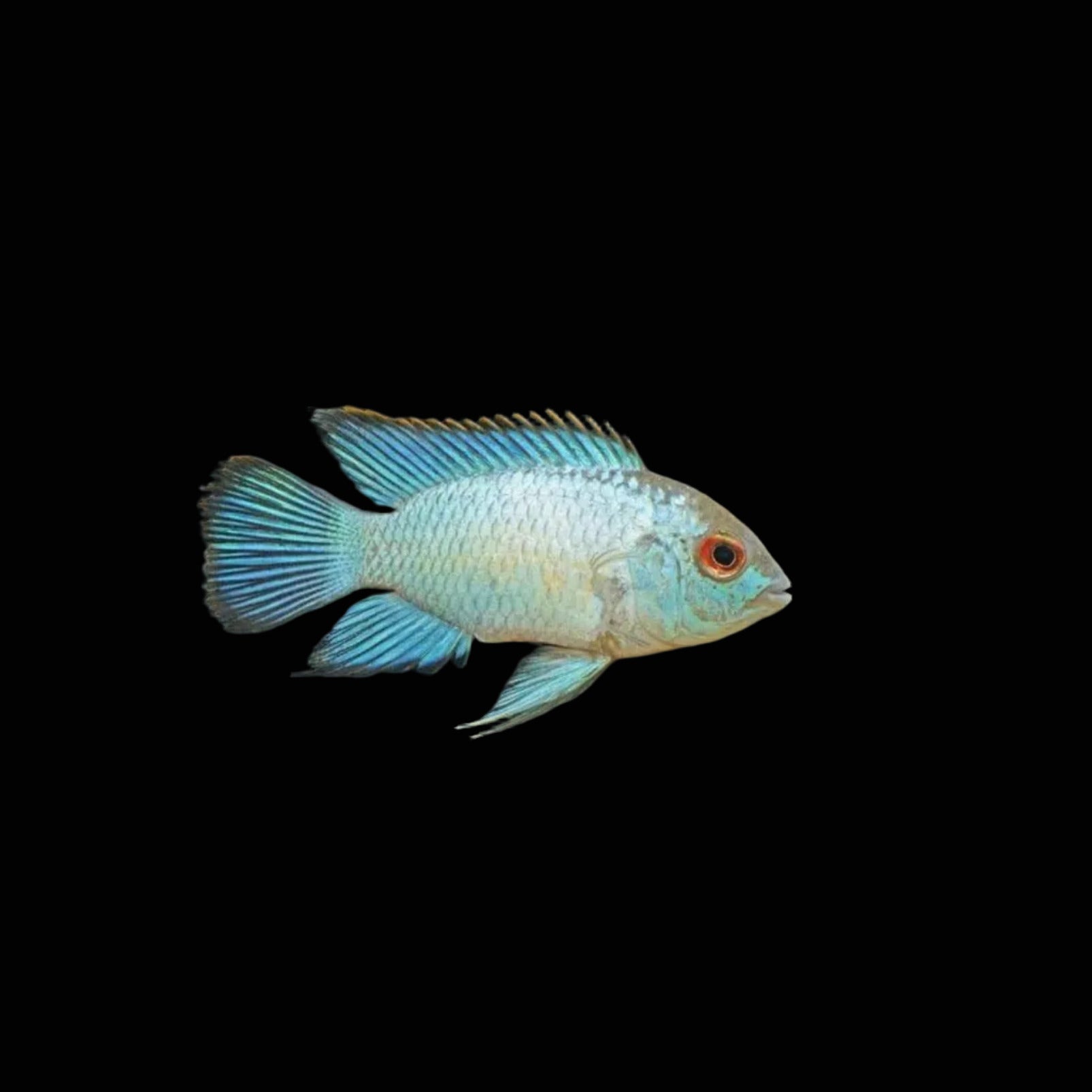 Neon Blue Acara 3"