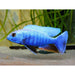 Electric Blue Cichlid 3