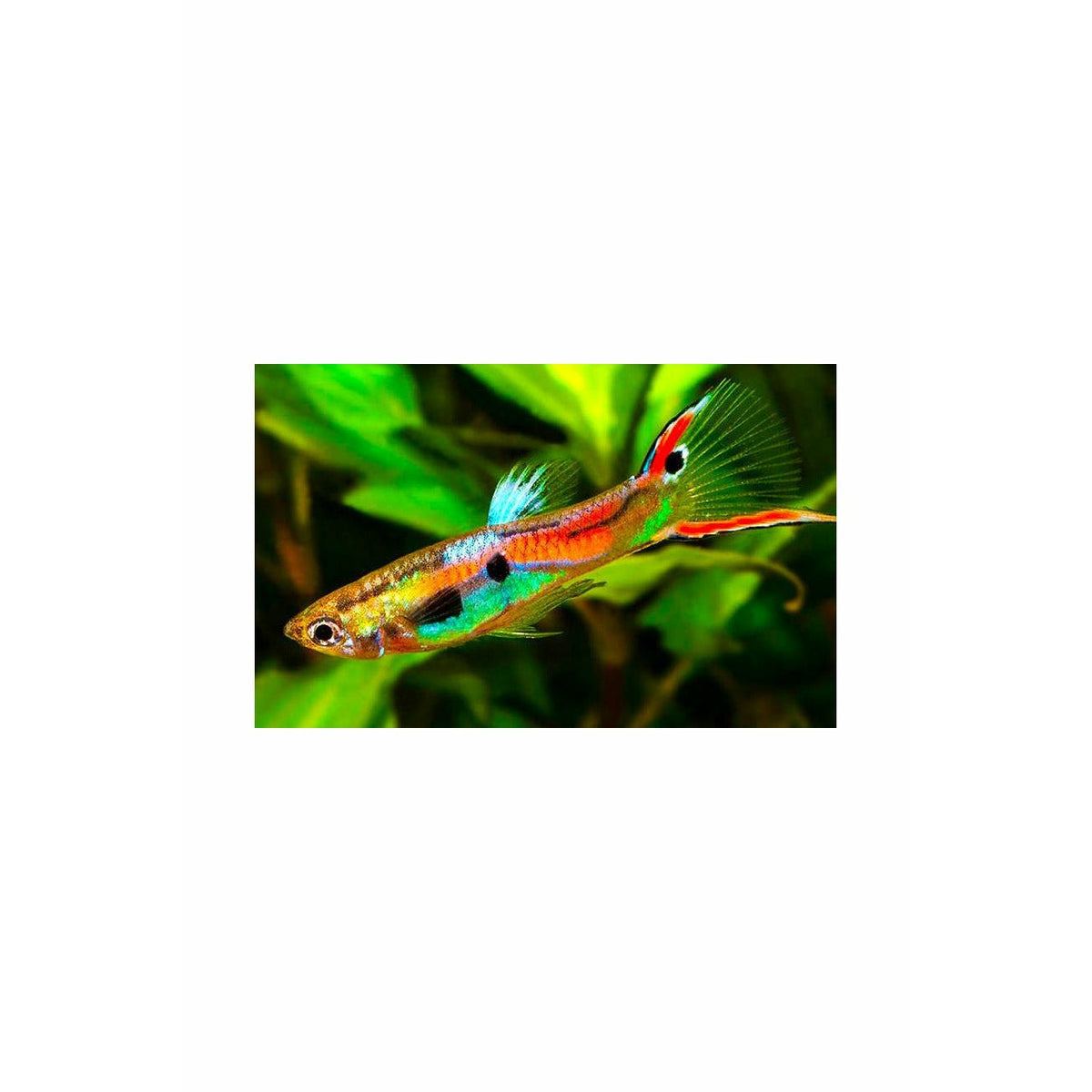 Endler guppy (Male Only)