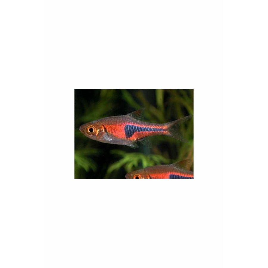 Rasbora espei