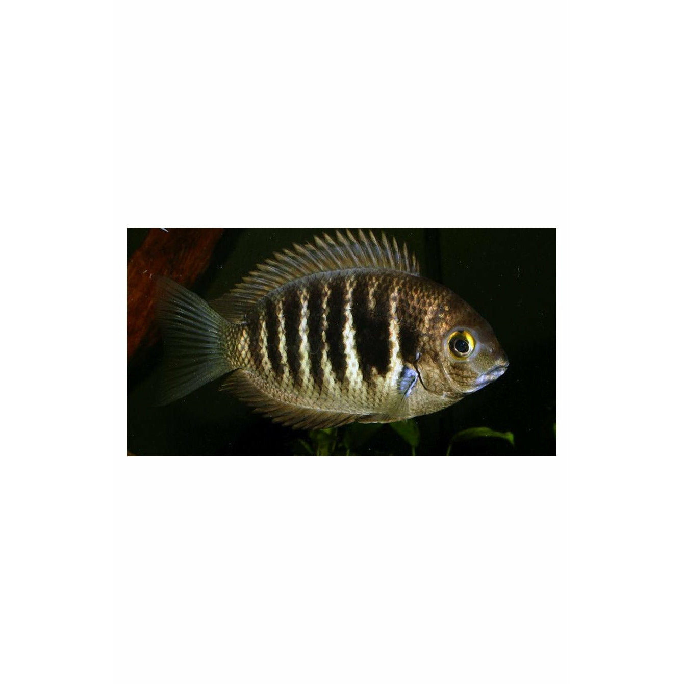 Etroplus canarensis / Roman Numeral Cichlid