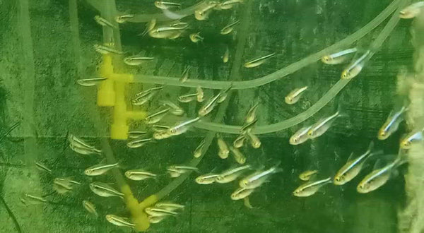 Black Neon Tetra (Pair)