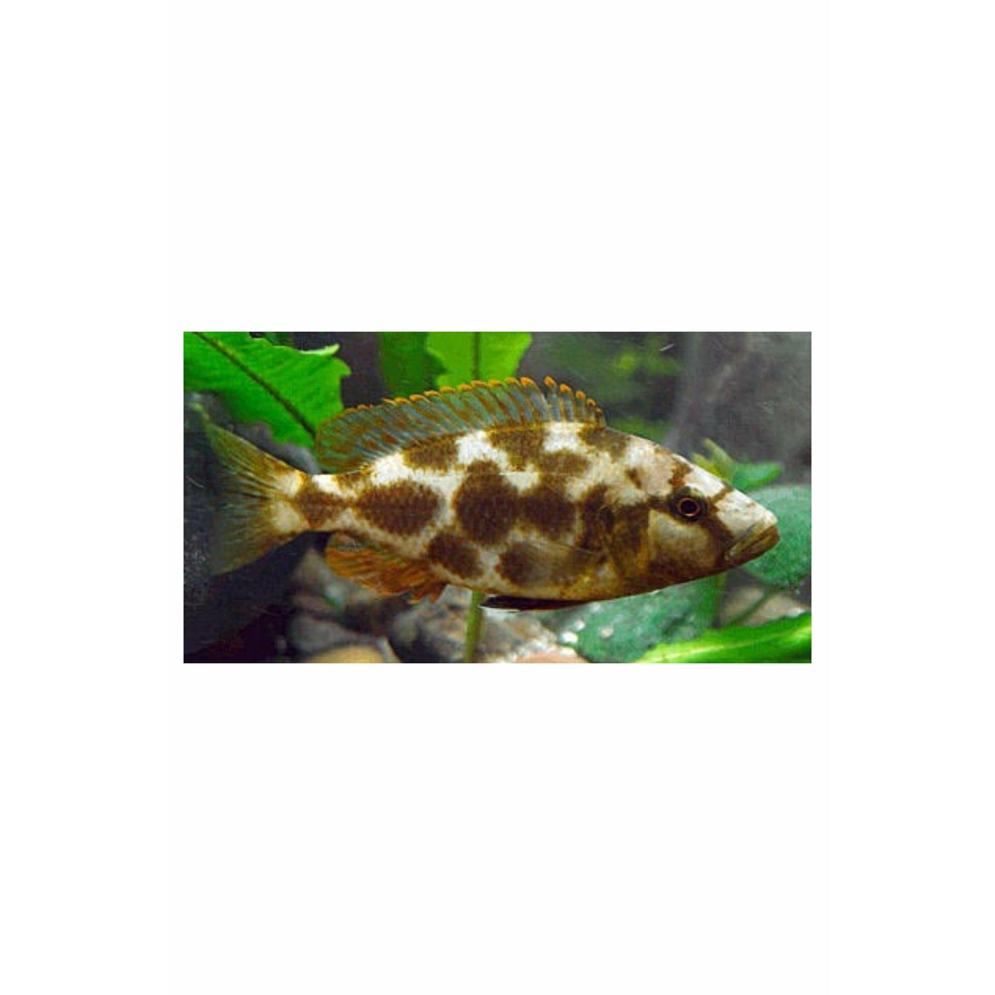 Livingstonii Cichlid 2.5-3"