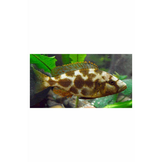 Livingstonii Cichlid 2.5-3"