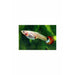 Assorted Female Guppy