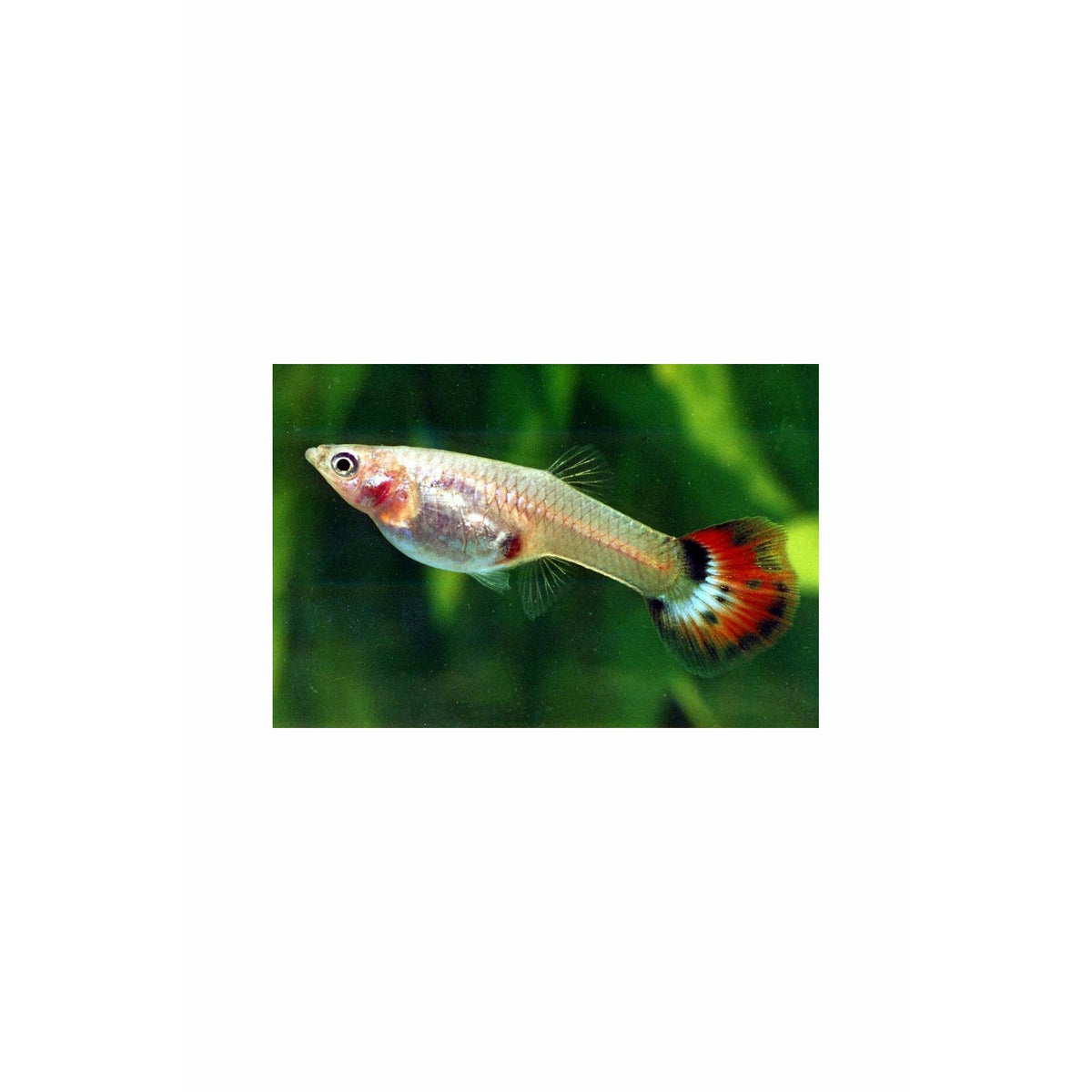 Assorted Female Guppy