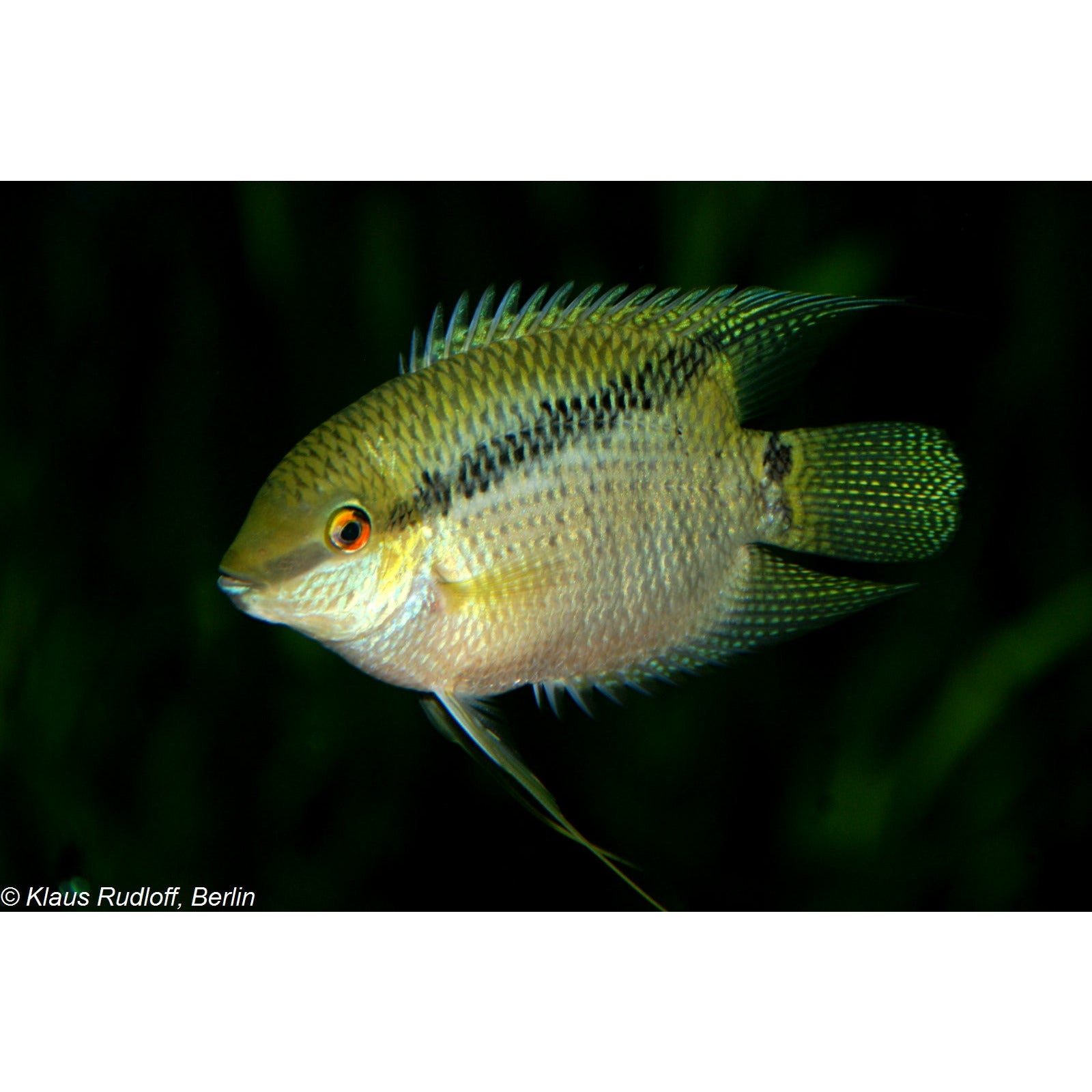 Flag Cichlid 1.25INCH