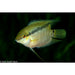 Flag Cichlid 2.25INCH
