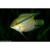 Flag Cichlid 1.25INCH