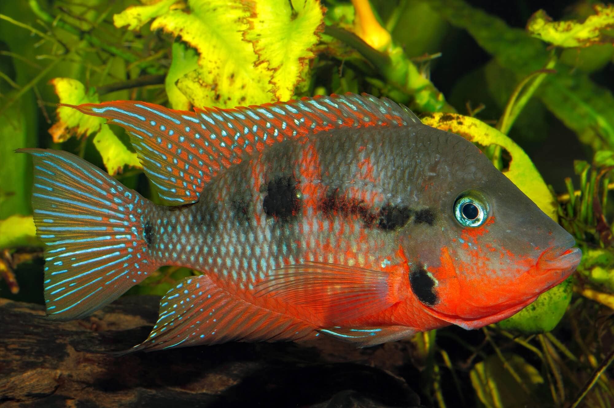 Fire Mouth Cichlid 4"
