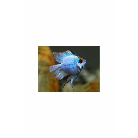 Baloon Blue Ramirezi Cichlid