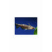 FISHER'S AKA COLOMBIAN WOOD CATFISH (TRACHELYOPTERUS FISHERI), TANK-BRED!