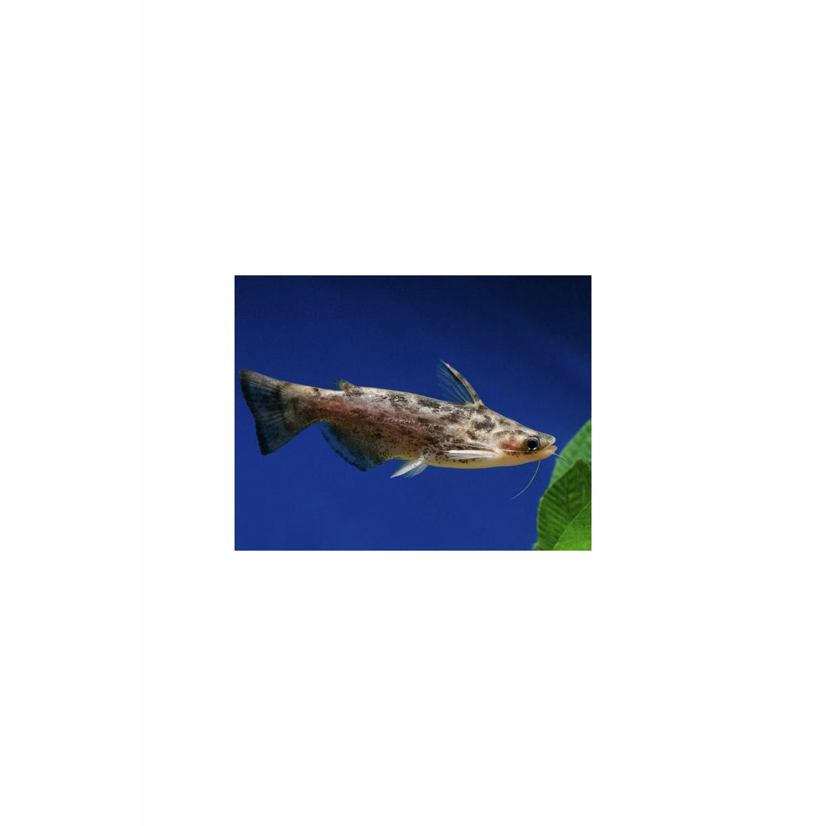 FISHER'S AKA COLOMBIAN WOOD CATFISH (TRACHELYOPTERUS FISHERI), TANK-BRED!