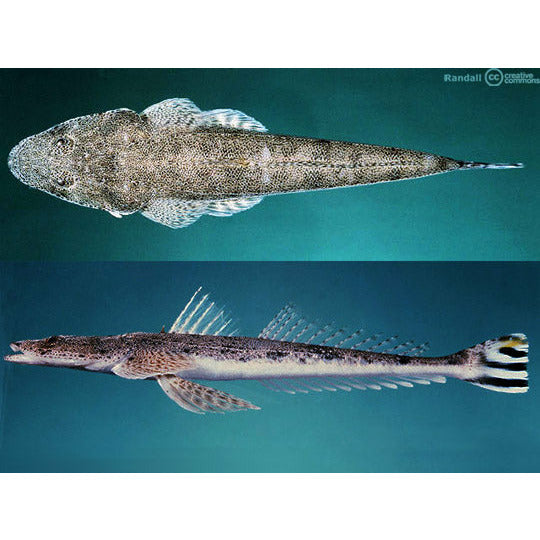 Flag Tail Alligator