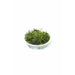 Flame Moss (Taxiphyllum sp. “Flame”)