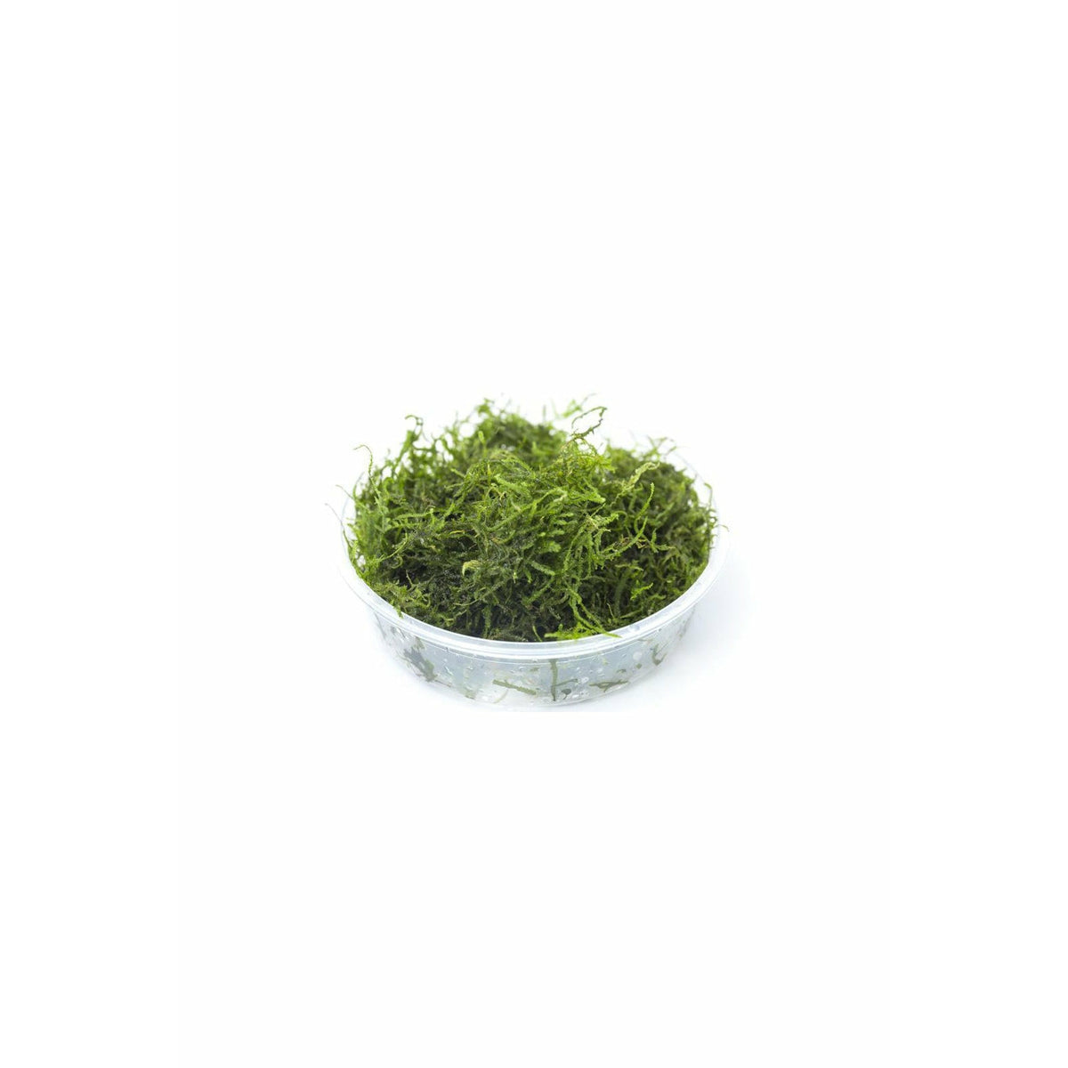 Flame Moss (Taxiphyllum sp. “Flame”)