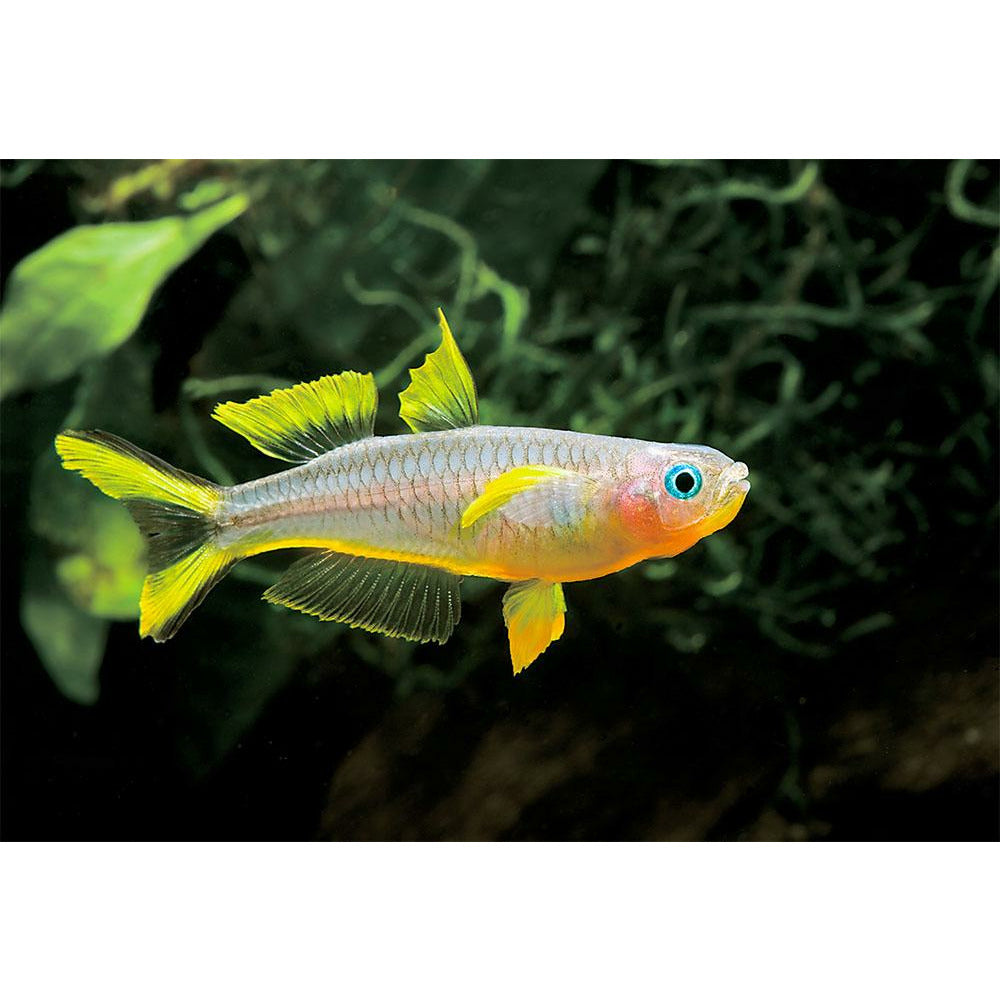 Forktail Rainbow - Best4Pets