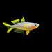 Forktail Rainbow - Best4Pets