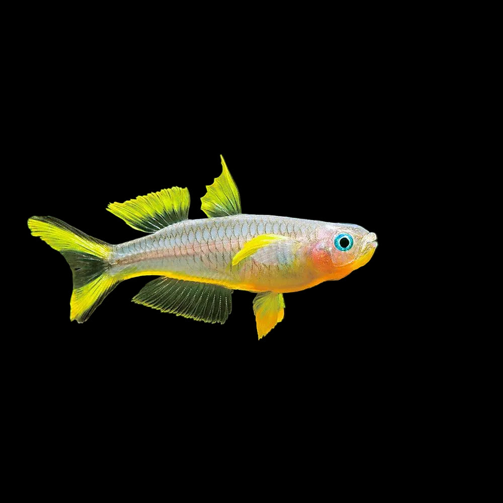 Forktail Rainbow - Best4Pets
