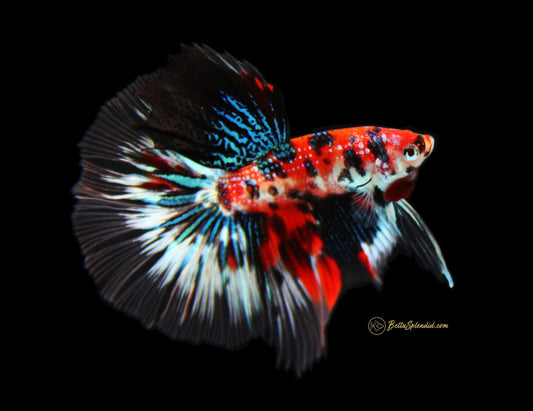 Nemo Candy Halfmoon Betta (Male)