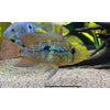 Pearl Eartheater / Geophagus brasiliensis 3inch